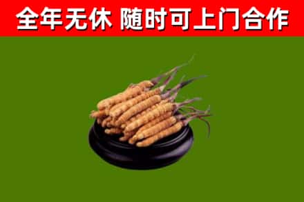 老城区回收散虫草